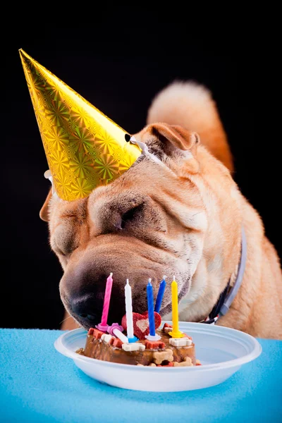 Sharpei perro celebrando cumpleaños —  Fotos de Stock