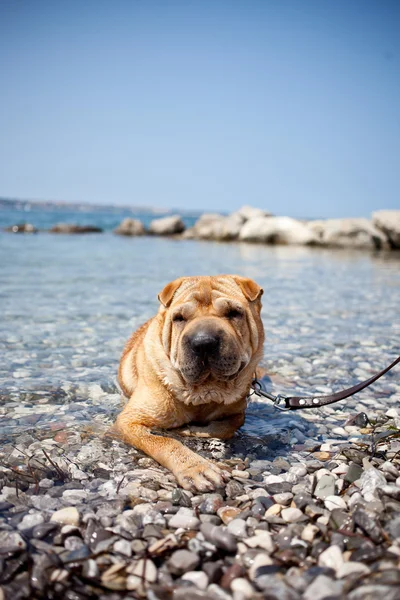 Sharpei dog — Stock Photo, Image