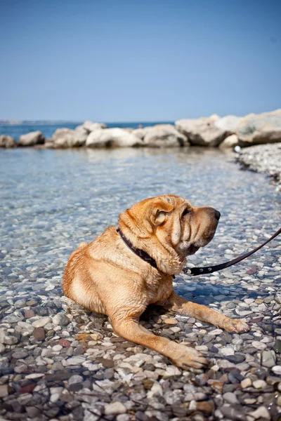 Sharpei köpek — Stok fotoğraf