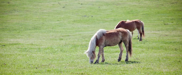 Prachtige paarden — Stockfoto