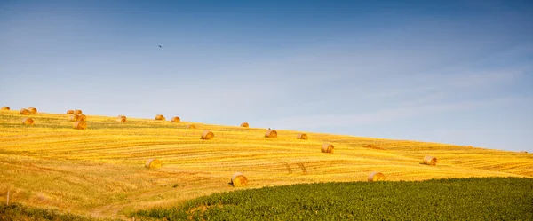 Pacas de paja — Foto de Stock