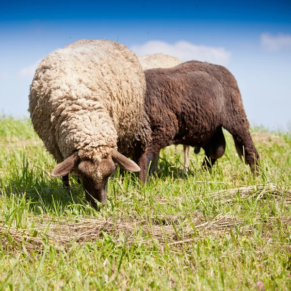 Lambs — Stock Photo, Image