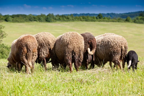 Lambs — Stock Photo, Image