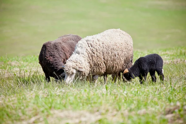 Lambs — Stock Photo, Image