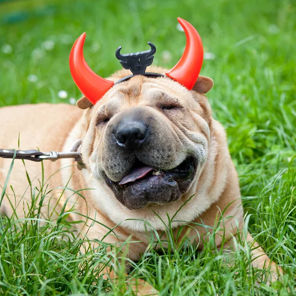 Sharpei dog as devil — Stock Photo, Image