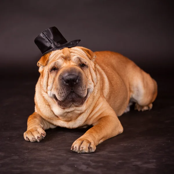 Sharpei dog waring stovepipe — Stock Photo, Image