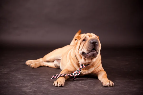 Sharpei hond in studio — Stockfoto