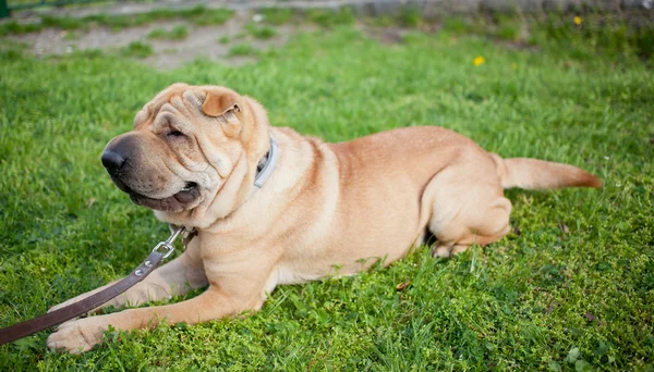 Шарпэйская собака — стоковое фото