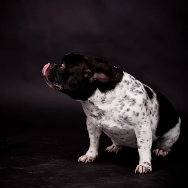 Franse bulldog — Stockfoto