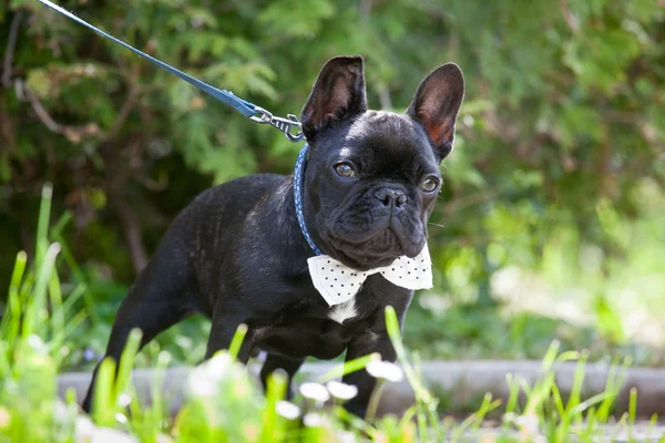 French bulldog wearing necktie — Stock Photo, Image