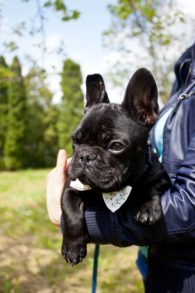 Buldog francuski noszenia krawata — Zdjęcie stockowe