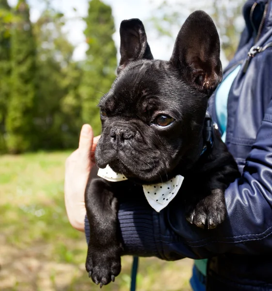 Bulldog francés con corbata — Foto de Stock