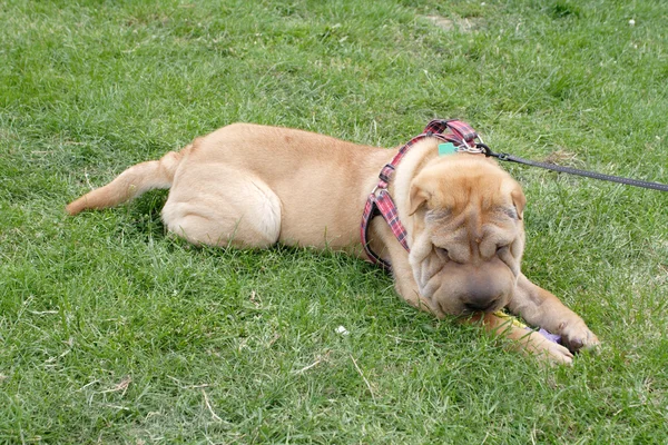 Sharpei dog — Stock Photo, Image