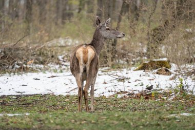 Geyik kışın bir ormanda duruyor