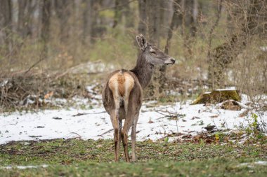 Geyik kışın bir ormanda duruyor