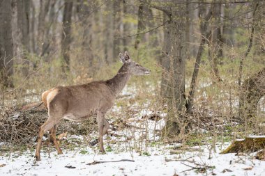 Geyik kışın bir ormanda duruyor