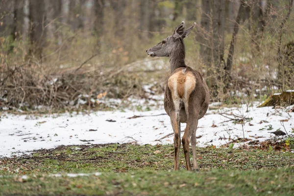 Deer Standing Forest Winter — Fotografia de Stock