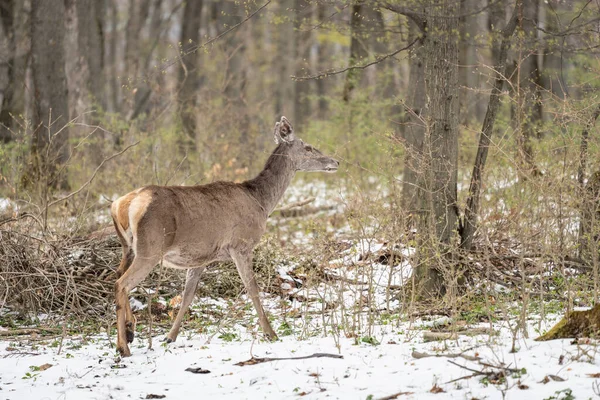 Deer Standing Forest Winter — стоковое фото