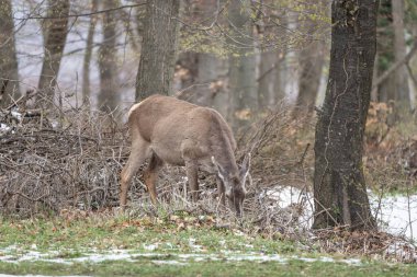 Geyik kışın bir ormanda duruyor