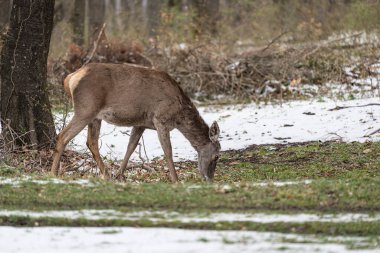 Geyik kışın bir ormanda duruyor