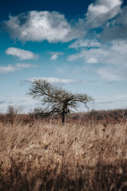 Kuru çayırda yapayalnız ölü bir ağaç