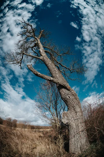 Einsam Abgestorbener Baum Auf Trockener Wiese — Stockfoto