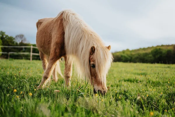 Brun Ponny Häst Grön Äng — Stockfoto