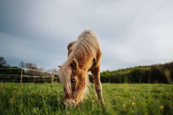 Caballo Pony Marrón Prado Verde —  Fotos de Stock