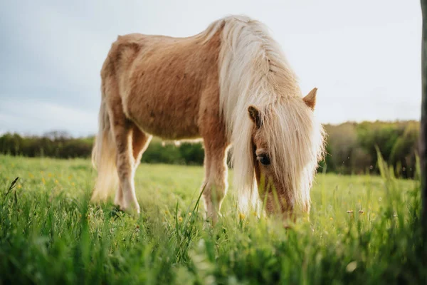緑の草原で茶色のポニーの馬 — ストック写真
