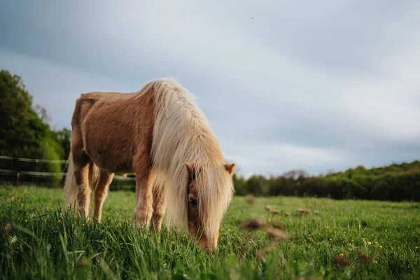 Caballo Pony Marrón Prado Verde — Foto de Stock