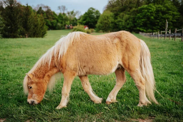 Caballo Pony Marrón Prado Verde —  Fotos de Stock