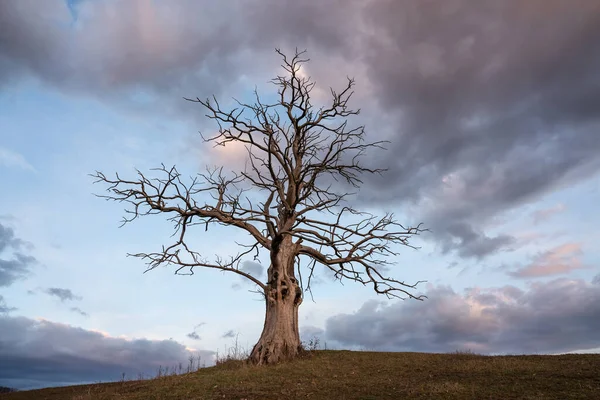 Árbol Muerto Con Cielo Nublado —  Fotos de Stock