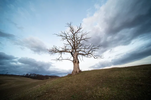 Árvore Morta Com Céu Nublado — Fotografia de Stock