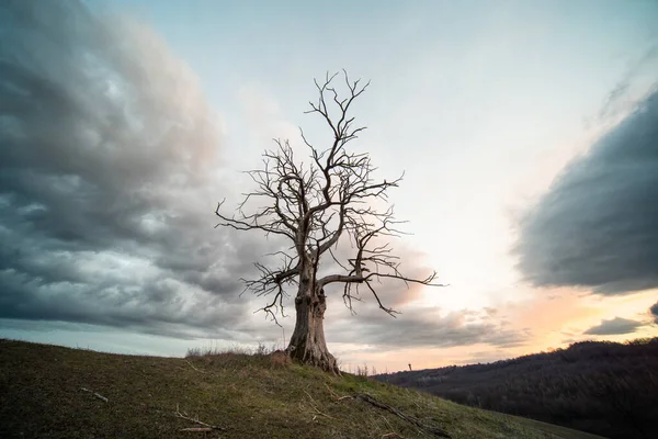 Árvore Morta Com Céu Nublado — Fotografia de Stock