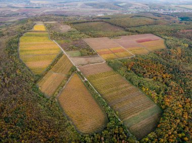 Macaristan 'ın Noszvaj kentindeki üzüm bağının havadan çekilmiş fotoğrafı