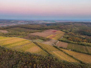 Macaristan 'ın Noszvaj kentindeki üzüm bağının havadan çekilmiş fotoğrafı
