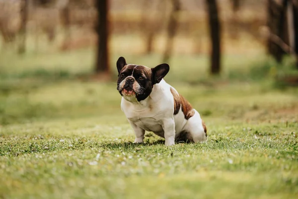 Mooie Franse Bulldog Zittend Gras — Stockfoto