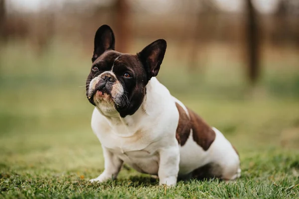 Mooie Franse Bulldog Zittend Gras — Stockfoto