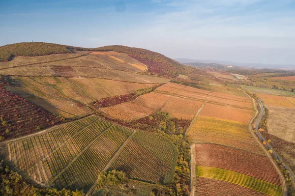 Foto Aérea Del Viñedo Noszvaj Hungría — Foto de Stock