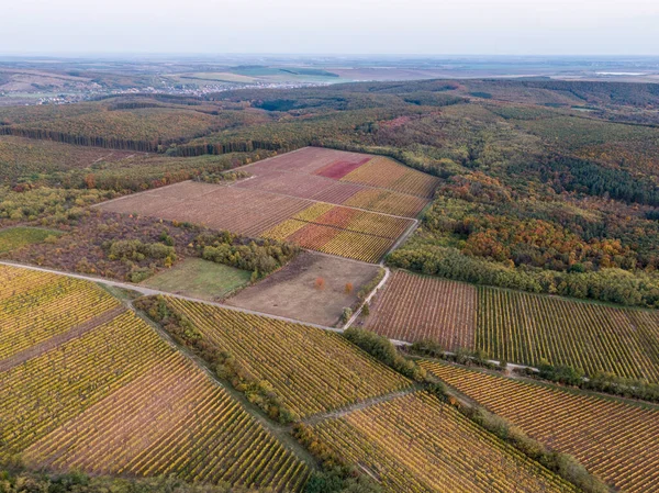 Macaristan 'ın Noszvaj kentindeki üzüm bağının havadan çekilmiş fotoğrafı