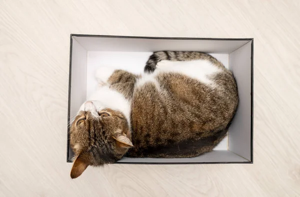 Katze Ruht Hause Einer Box — Stockfoto