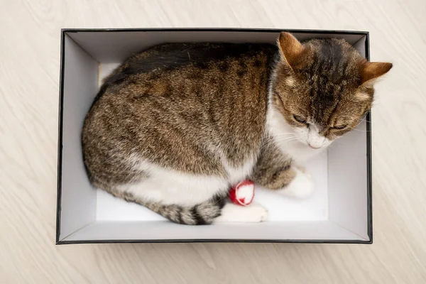 Cat Resting Box Home — Stock Photo, Image