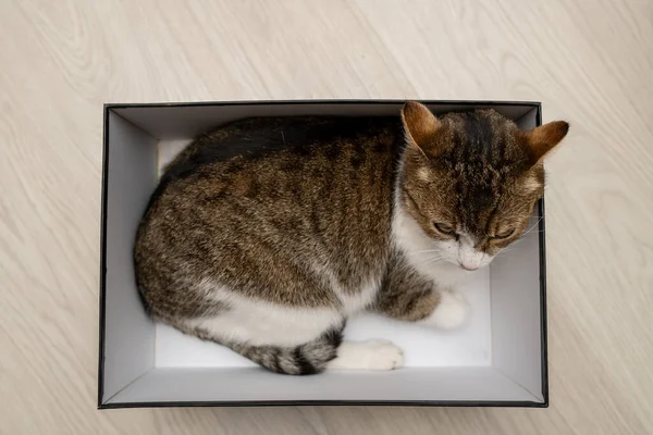 Katze Ruht Hause Einer Box — Stockfoto