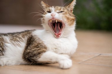 Bahçede yalnız başına dinlenen bir kedi.