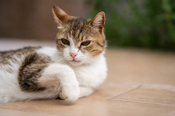 Cat Relaxing Alone Garden — Stock Photo, Image