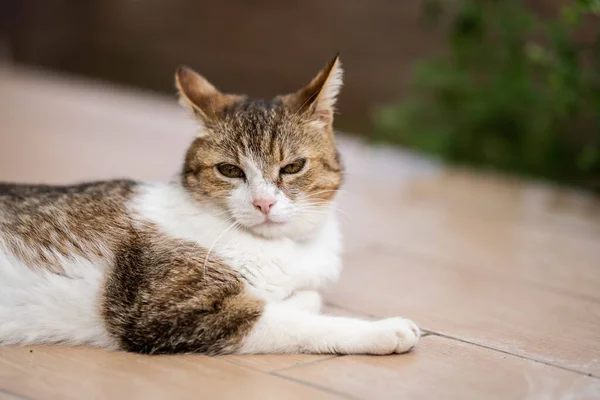 Bahçede Yalnız Başına Dinlenen Bir Kedi — Stok fotoğraf