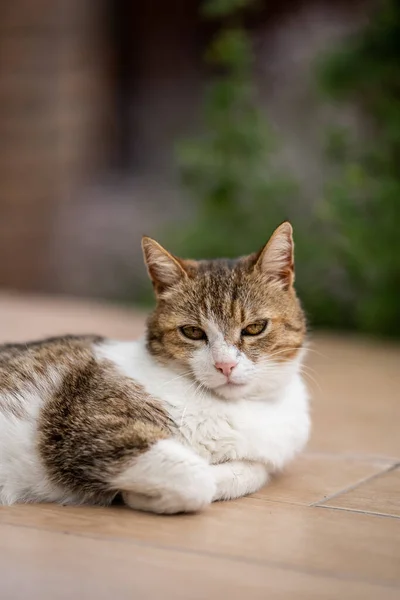 Bahçede Yalnız Başına Dinlenen Bir Kedi — Stok fotoğraf