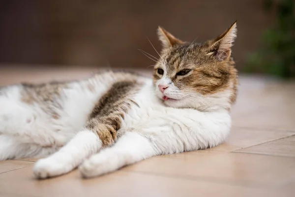 Een Kat Ontspannen Alleen Tuin — Stockfoto