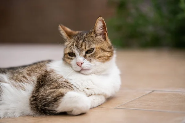 Eine Katze Entspannt Sich Allein Garten — Stockfoto