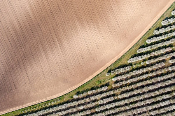 Luftaufnahme Von Obstbäumen — Stockfoto